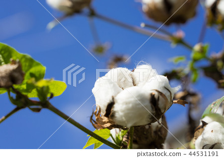 Cotton 44531191