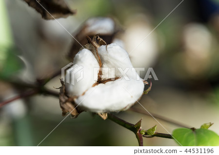 Cotton 44531196