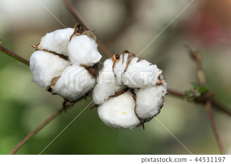Cotton Cotton 44531197