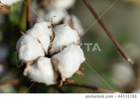棉花 44531198