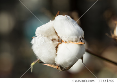 棉花 44531200