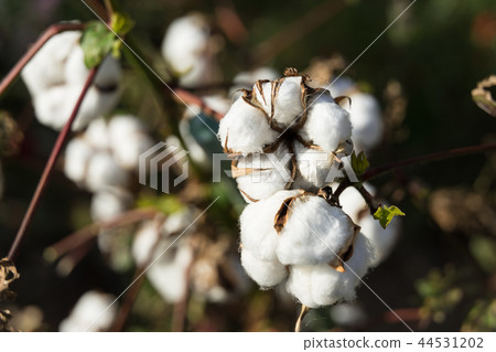 Cotton 44531202