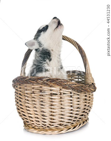 puppy siberian husky 44531230