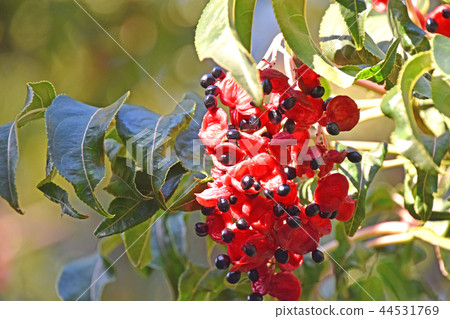 Gonzui水果和種子 44531769