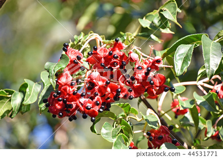 Gonzui fruit and seeds Gonzui fruit and seeds 44531771