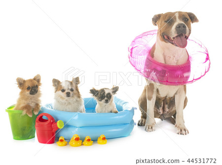 american staffordshire terrier and chihuahua 44531772