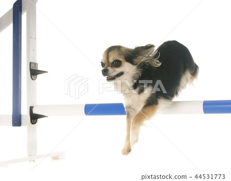 jumping chihuahua in studio 44531773