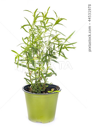 Tarragon in studio Tarragon in studio 44531978