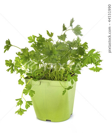 parsley in studio 44531990
