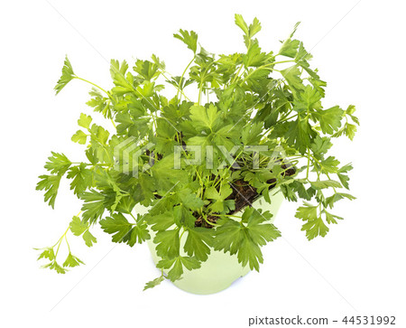 parsley in studio 44531992