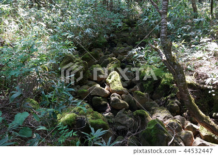 長滿苔蘚的石河Norikura Kogen Matsumoto City 44532447