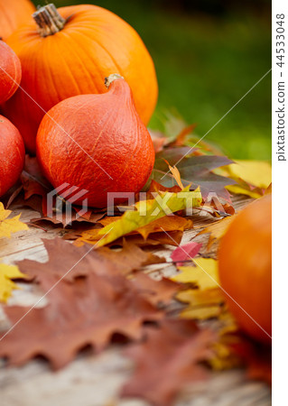 Close-up of pumpkins and autumn leaves Close-up of pumpkins and autumn leaves 44533048