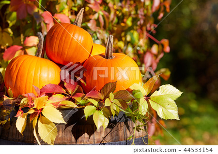 Autumn pumpkins on wood Autumn pumpkins on wood 44533154