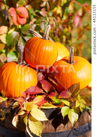 Autumn pumpkins on wood Autumn pumpkins on wood 44533155