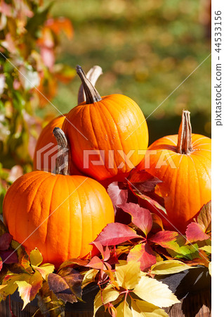 Autumn pumpkins on wood Autumn pumpkins on wood 44533156