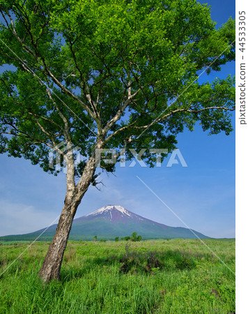 Fresh green Fuji from Risashihara Fresh green Fuji from Risashihara 44533305