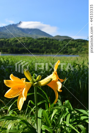 利尻島上的Otatomari沼澤的Esokanzo 44533335