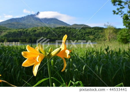 Esokanzo of Otatomari swamp on Rishiri Island 44533441