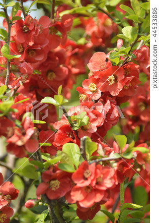 Red blurred flowers 44533886