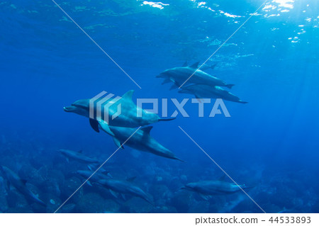 海豚 44533893