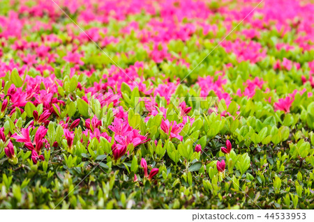 Blooming Pink Rhododendron (Azalea) Blooming Pink Rhododendron (Azalea) 44533953