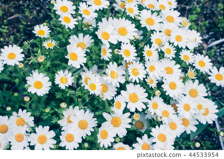 Daisy flower fields Daisy flower fields 44533954