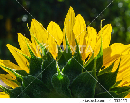 fully blossomed sunflower fully blossomed sunflower 44533955