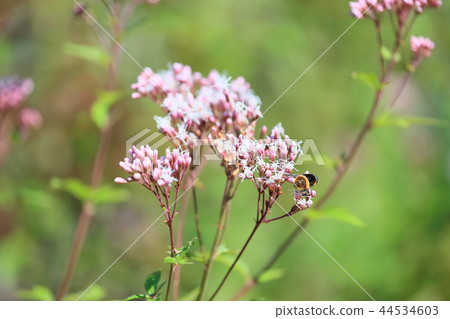 Fuji Bakama Flower 44534603