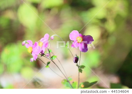 Shuigayuki flower Shuigayuki flower 44534604