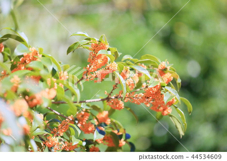 Kinmokusei花 Kinmokusei花 44534609