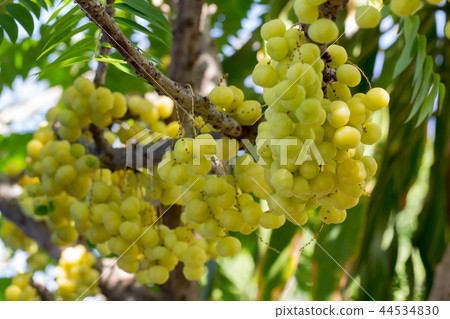 Tropical fruit 44534830