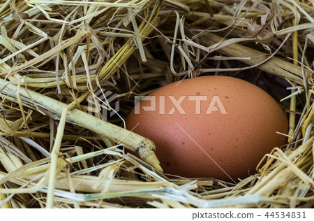 Egg 44534831