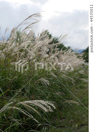 Scenery plant photograph Autumn seven plants Dead tail flower Susuki and sky Scenery plant photograph Autumn seven plants Dead tail flower Susuki and sky 44535011