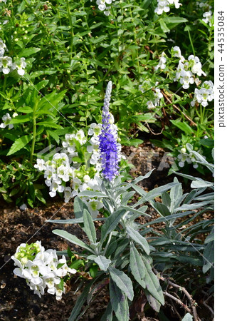 Salvia Big Blue Salvia Big Blue 44535084
