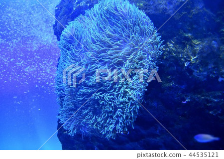 廣島Marijo水族館熱帶錨 廣島Marijo水族館熱帶錨 44535121