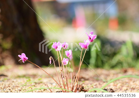 仙客來鮮花 44535536