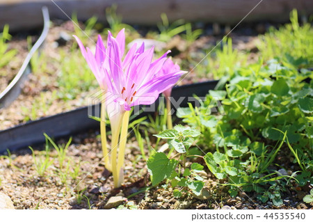 Corticum花 44535540