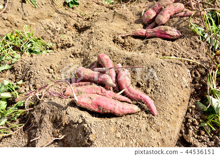 Sweet potato Sweet potato Satsuma Aoi Agate Diary Autumn taste Autumn image 44536151