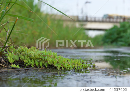 Puddle Puddle 44537403