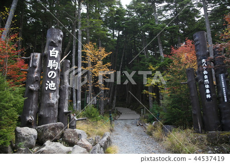  白色池塘池塘 44537419
