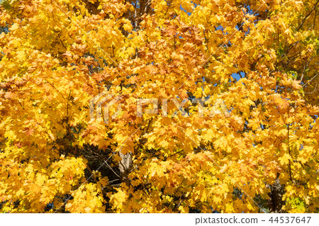 Autumn maple tree with yellow leaves Autumn maple tree with yellow leaves 44537647