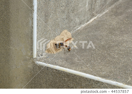 Tokribachi巢製作 Tokribachi巢製作 44537857