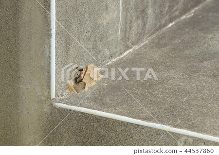 Tokribachi nest making Tokribachi nest making 44537860