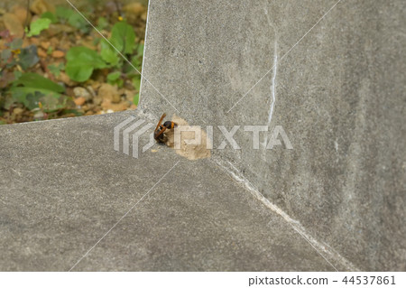 Tokribachi nest making (finishing) Tokribachi nest making (finishing) 44537861
