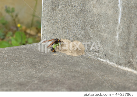 Tokribachi carrying prey into the nest 44537863