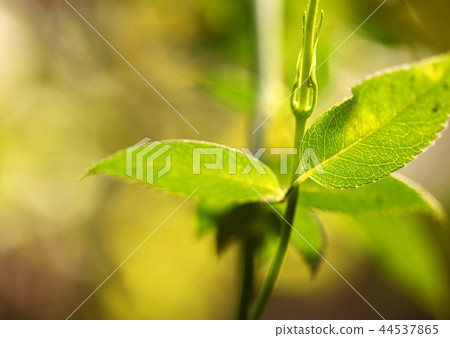 Green leaf Green leaf 44537865