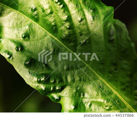 Green leaf Green leaf 44537866