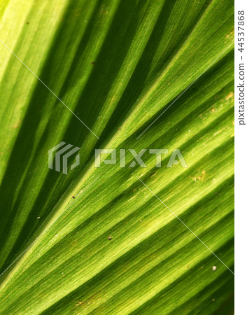 Green leaf Green leaf 44537868