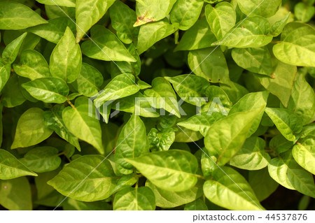 Green leaf Green leaf 44537876