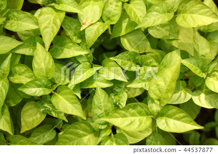 Green leaf Green leaf 44537877